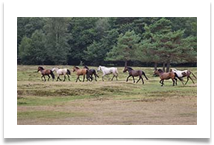 8 - New Foreset Ponies - Chris Beesley